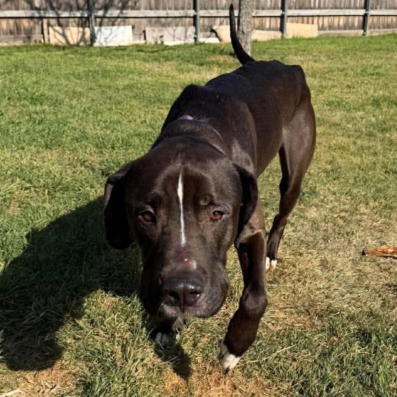 Turk, a ADOPTABLE mixed breed in Celina, TX image 2/3