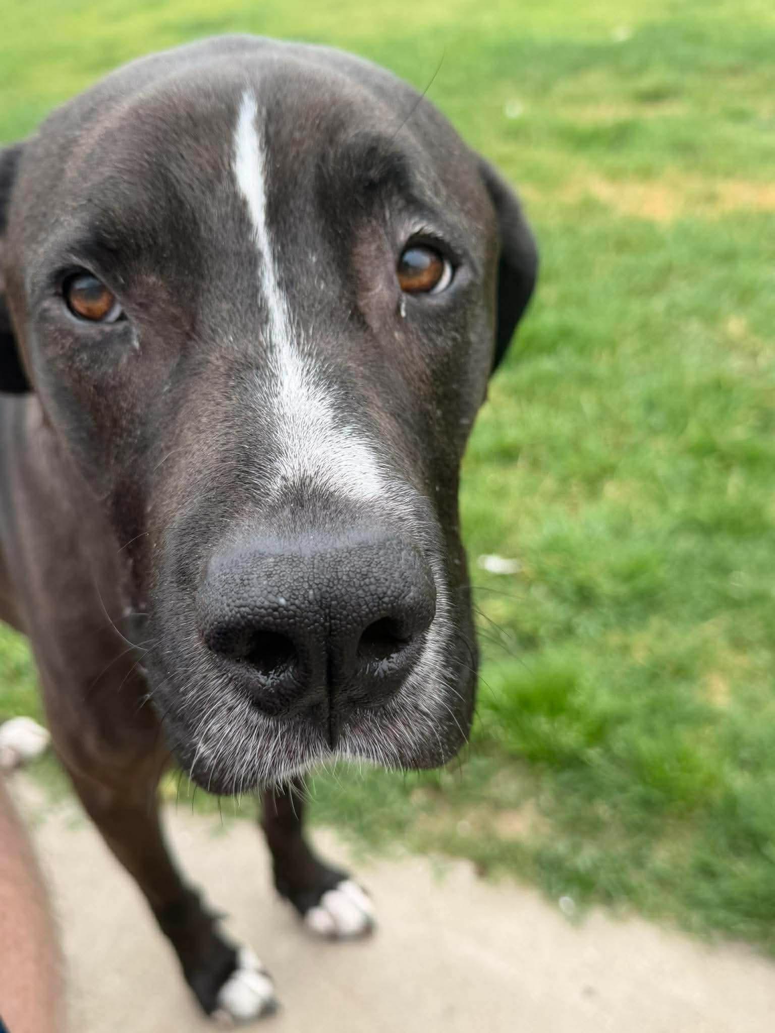 Turk, a ADOPTABLE mixed breed in Celina, TX image 1/3
