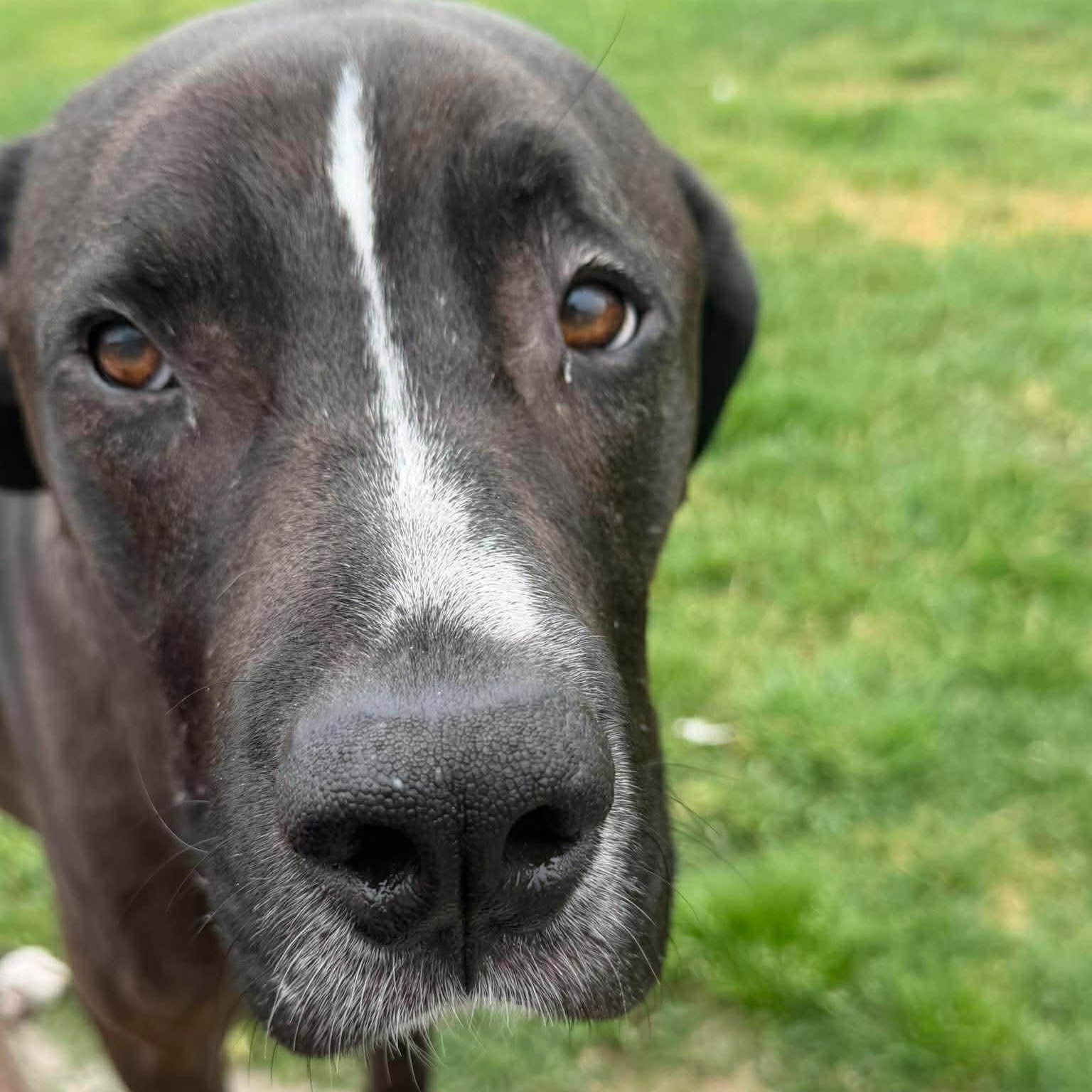 Enlarge Turk, a ADOPTABLE mixed breed in Cedar Park, TX image 1/5
