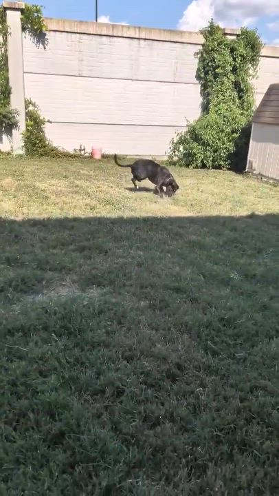 Enlarge Turk, a ADOPTABLE mixed breed in Cedar Park, TX video 2/5