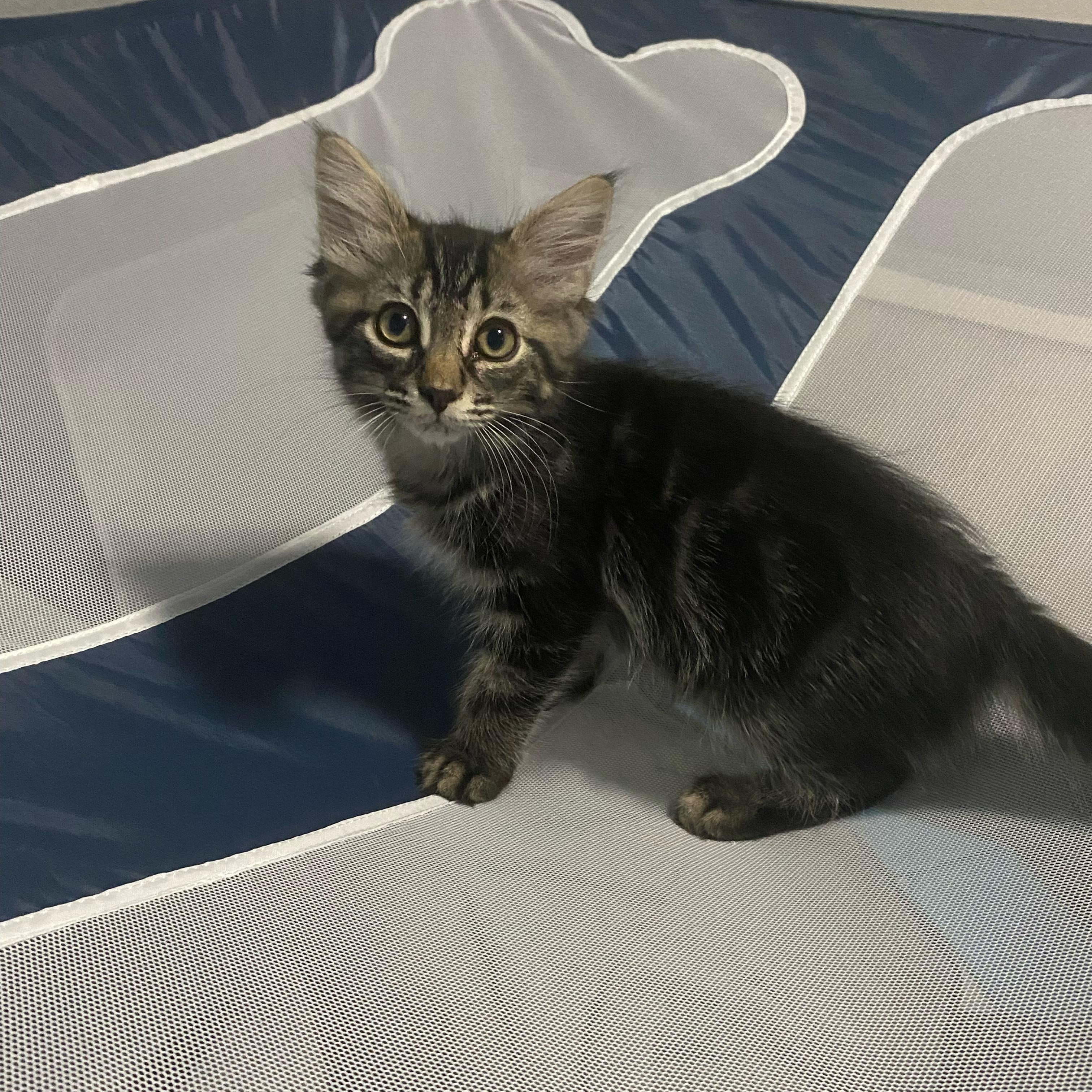 Bush Baby, a ADOPTABLE Domestic Long Hair in Bonney Lake, WA image 4/5