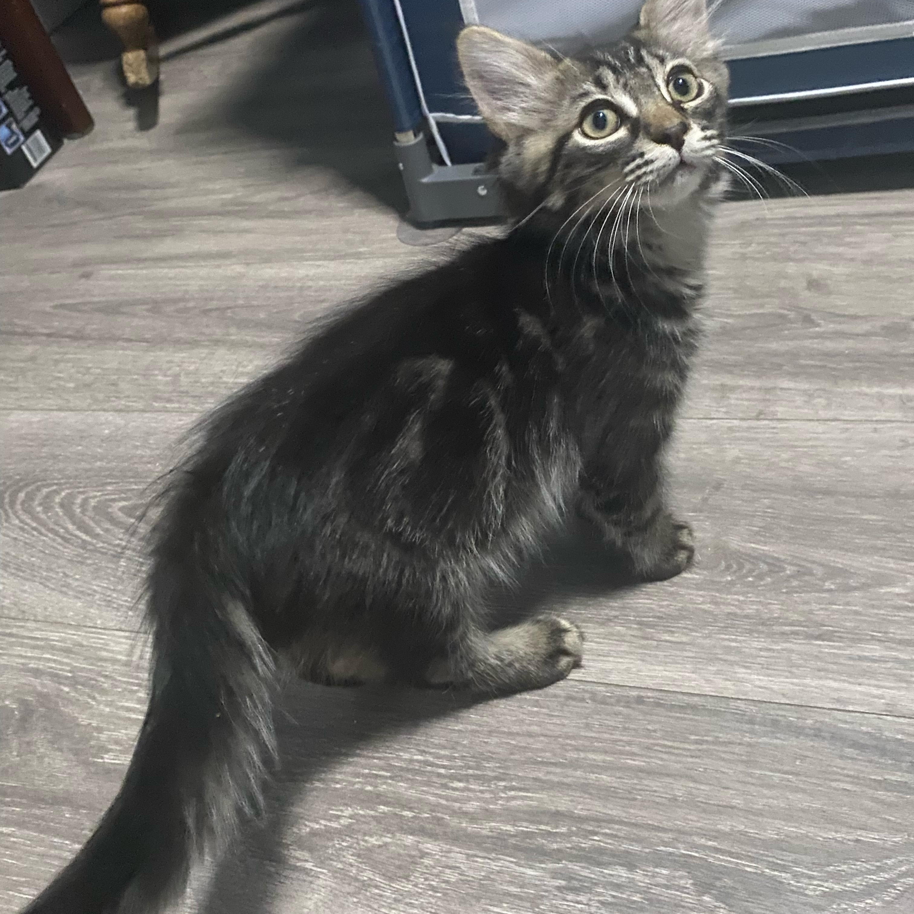 Bush Baby, a ADOPTABLE Domestic Long Hair in Bonney Lake, WA image 5/5
