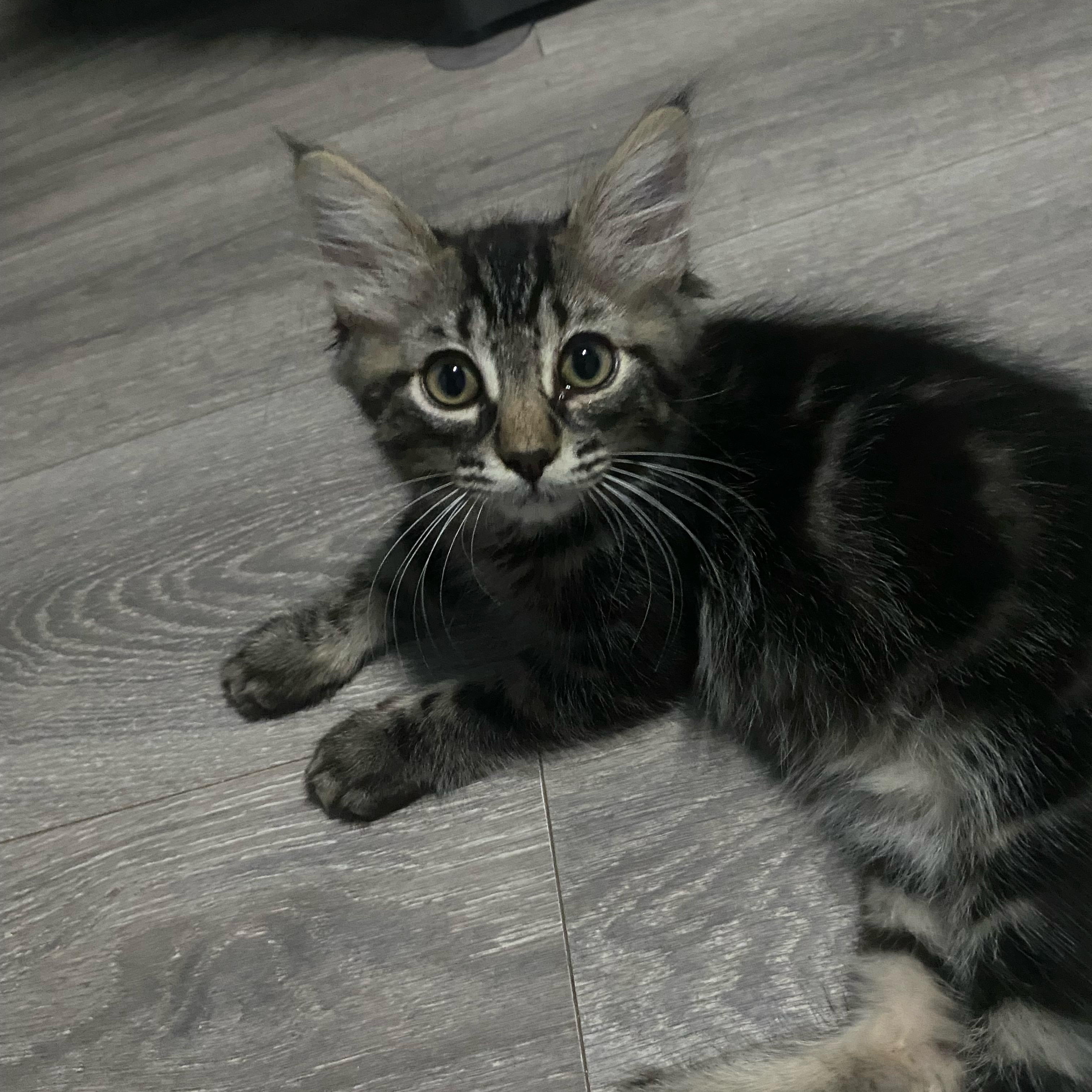 Bush Baby, ADOPTABLE, Kitten Male Domestic Long Hair.