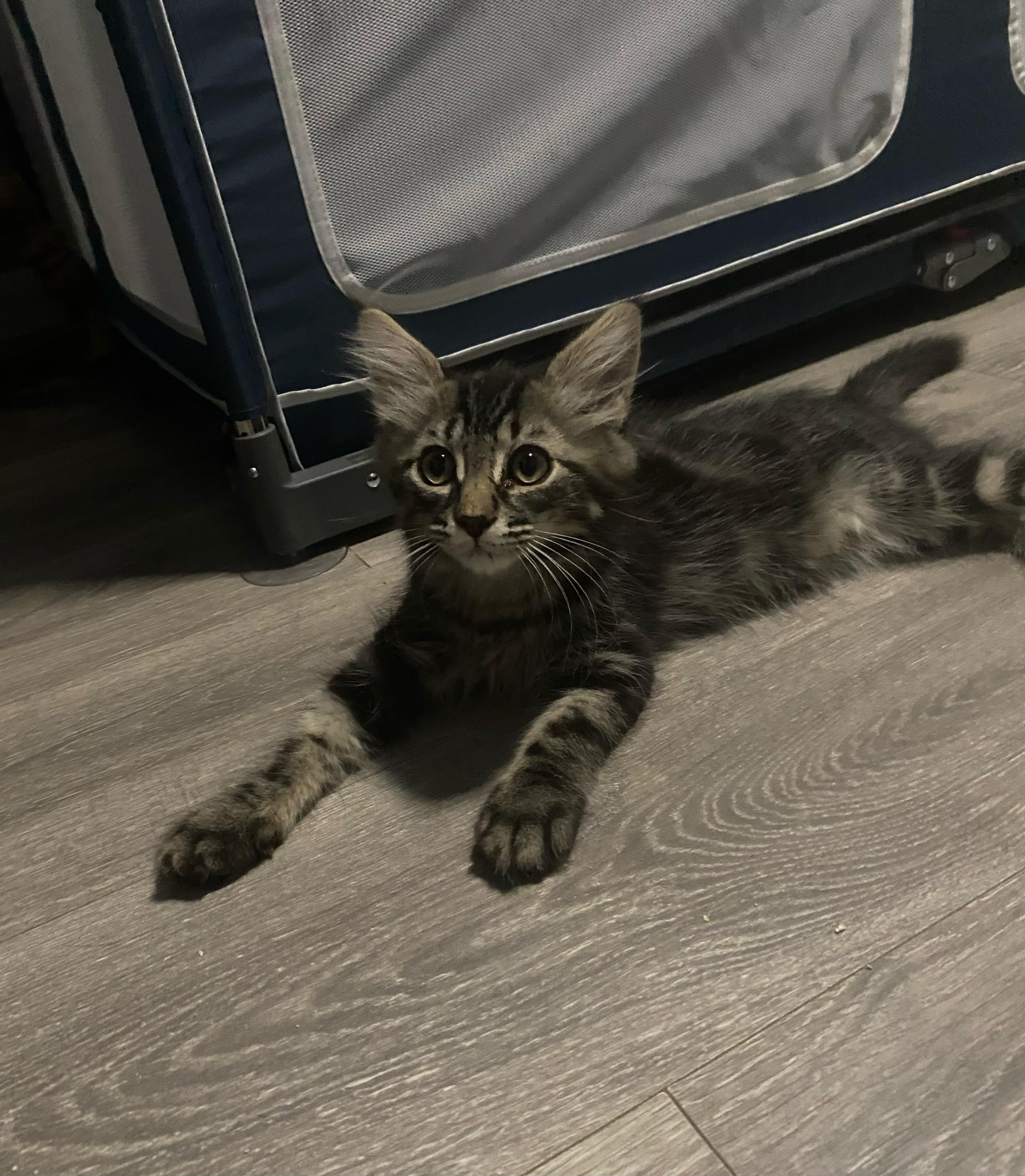 Bush Baby, a ADOPTABLE Domestic Long Hair in Bonney Lake, WA image 3/5