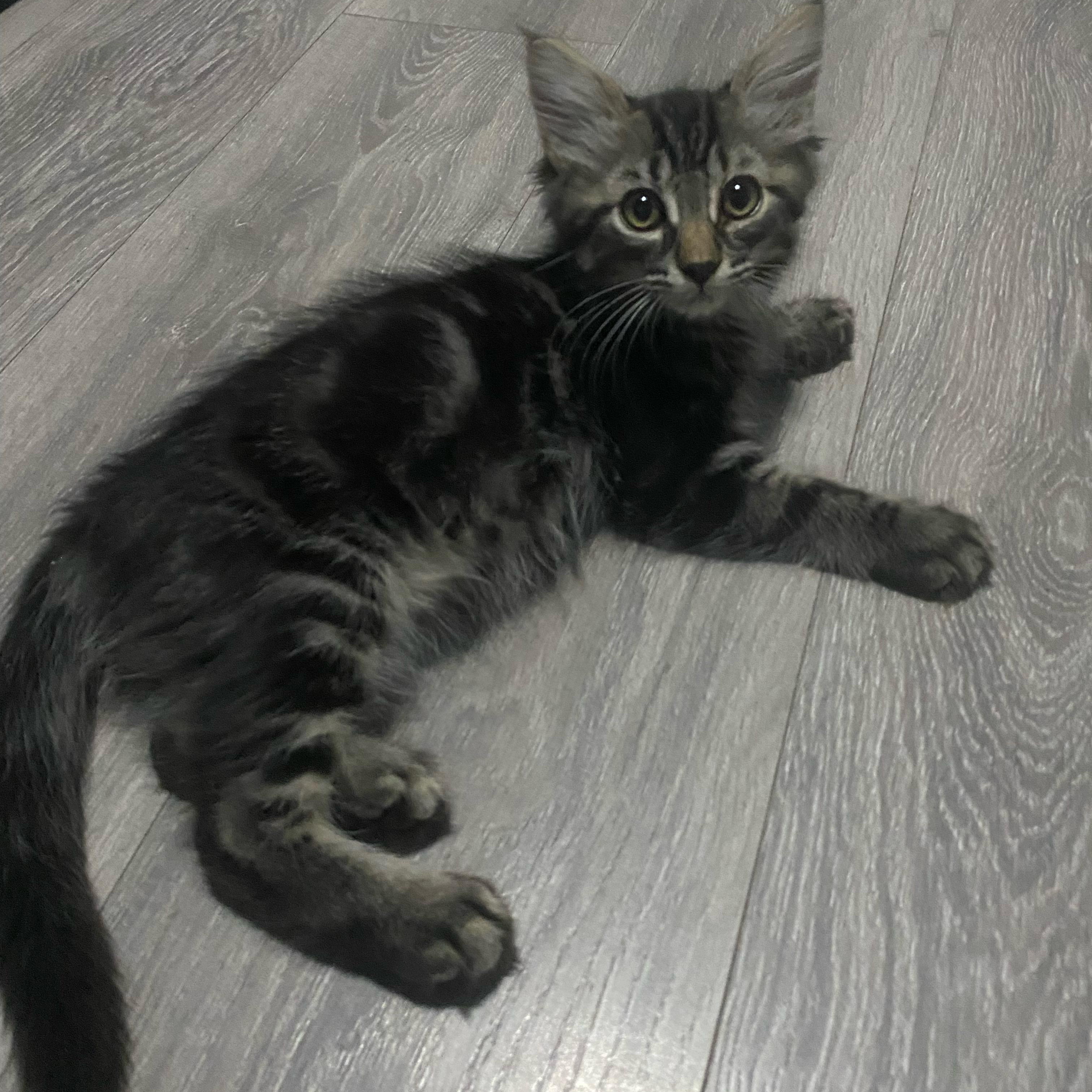 Bush Baby, a ADOPTABLE Domestic Long Hair in Bonney Lake, WA image 2/5