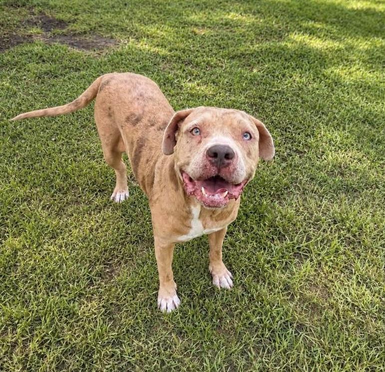Pillsbury, adopted, Adult Female Mixed Breed.