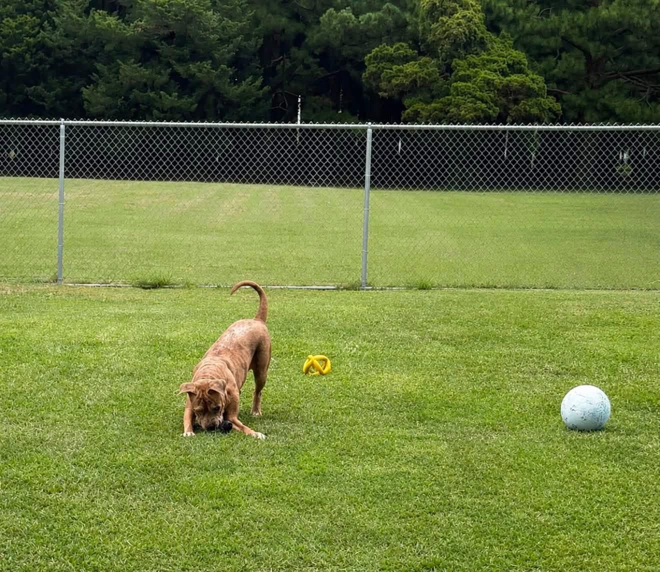 Pillsbury, an adopted Mixed Breed in Myrtle Beach, SC image 4/4