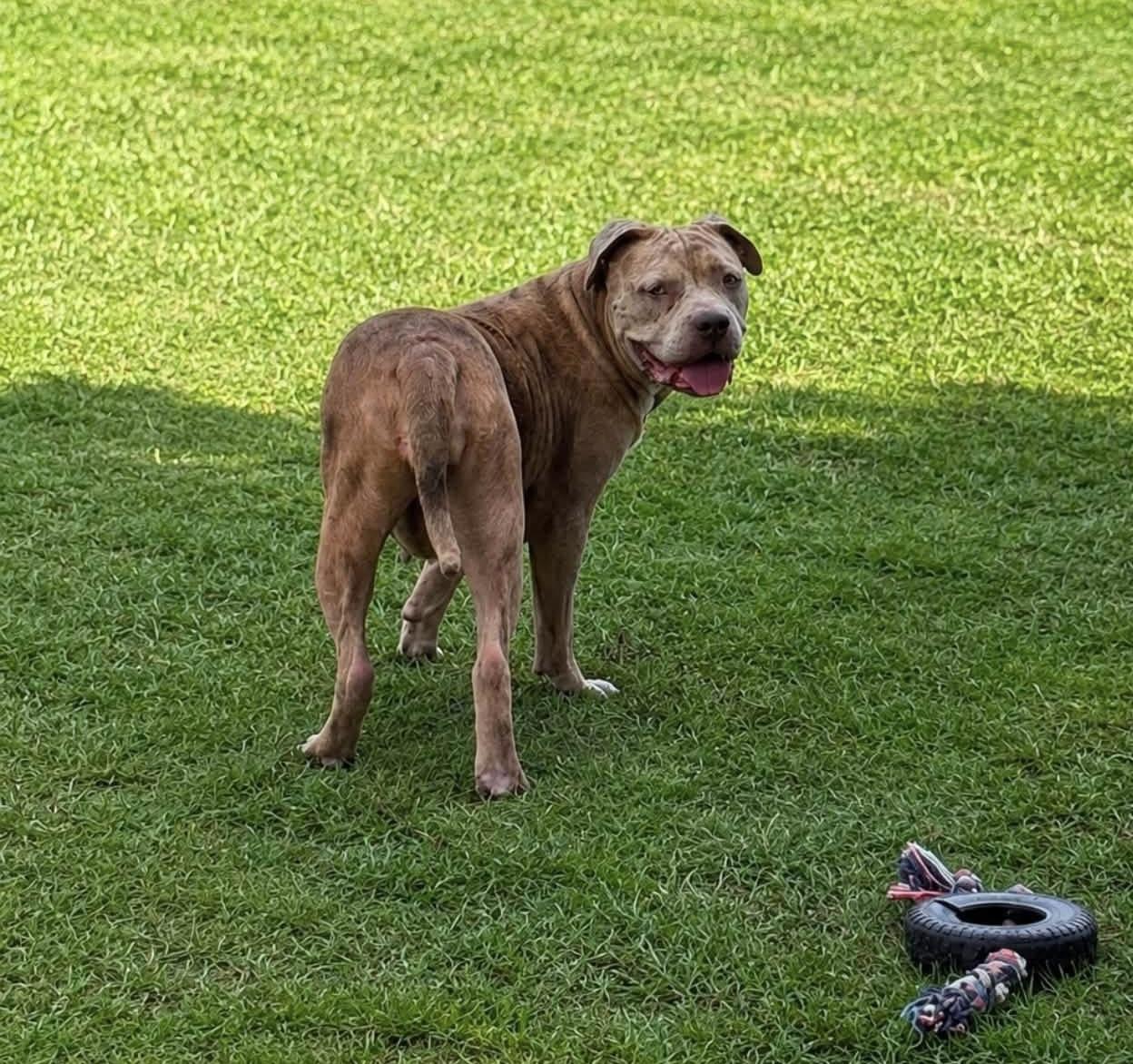 Pillsbury, an adopted Mixed Breed in Myrtle Beach, SC image 3/4