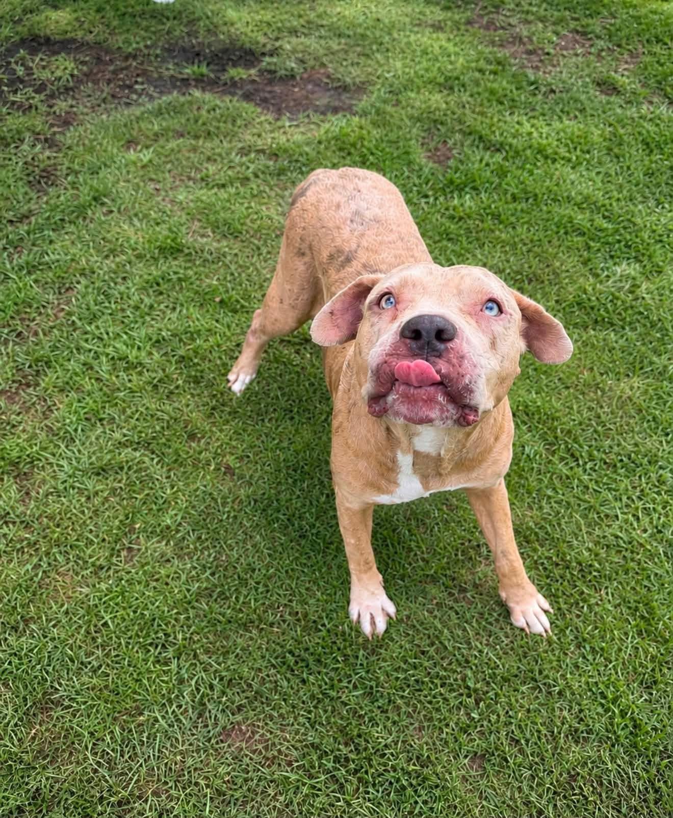 Pillsbury, an adopted Mixed Breed in Myrtle Beach, SC image 2/4