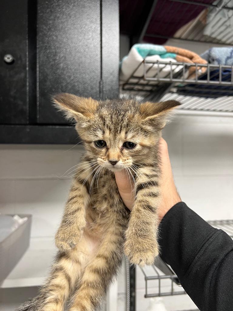 Marcela, Adoptable, Kitten Female Domestic Short Hair.