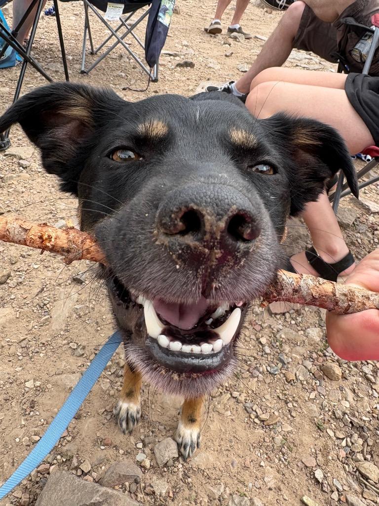 Diesel, Adopted, Adult Male Border Collie & Cattle Dog.