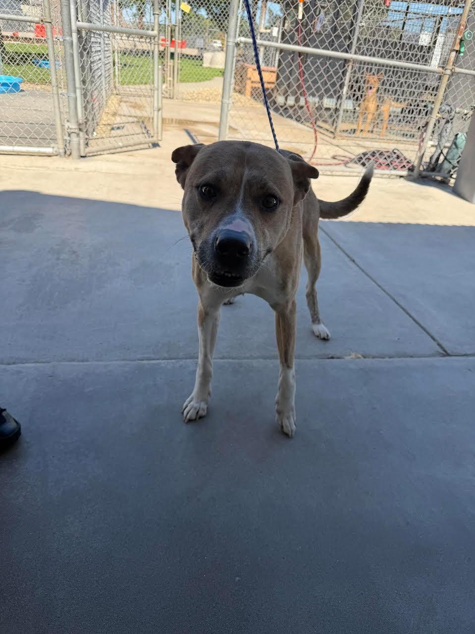Benny, ADOPTABLE, Adult Male American Staffordshire Terrier.