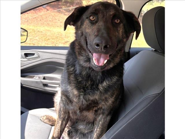 Enlarge SEBASTIAN, a Adoptable mixed breed in Chapel Hill, NC image 1/1