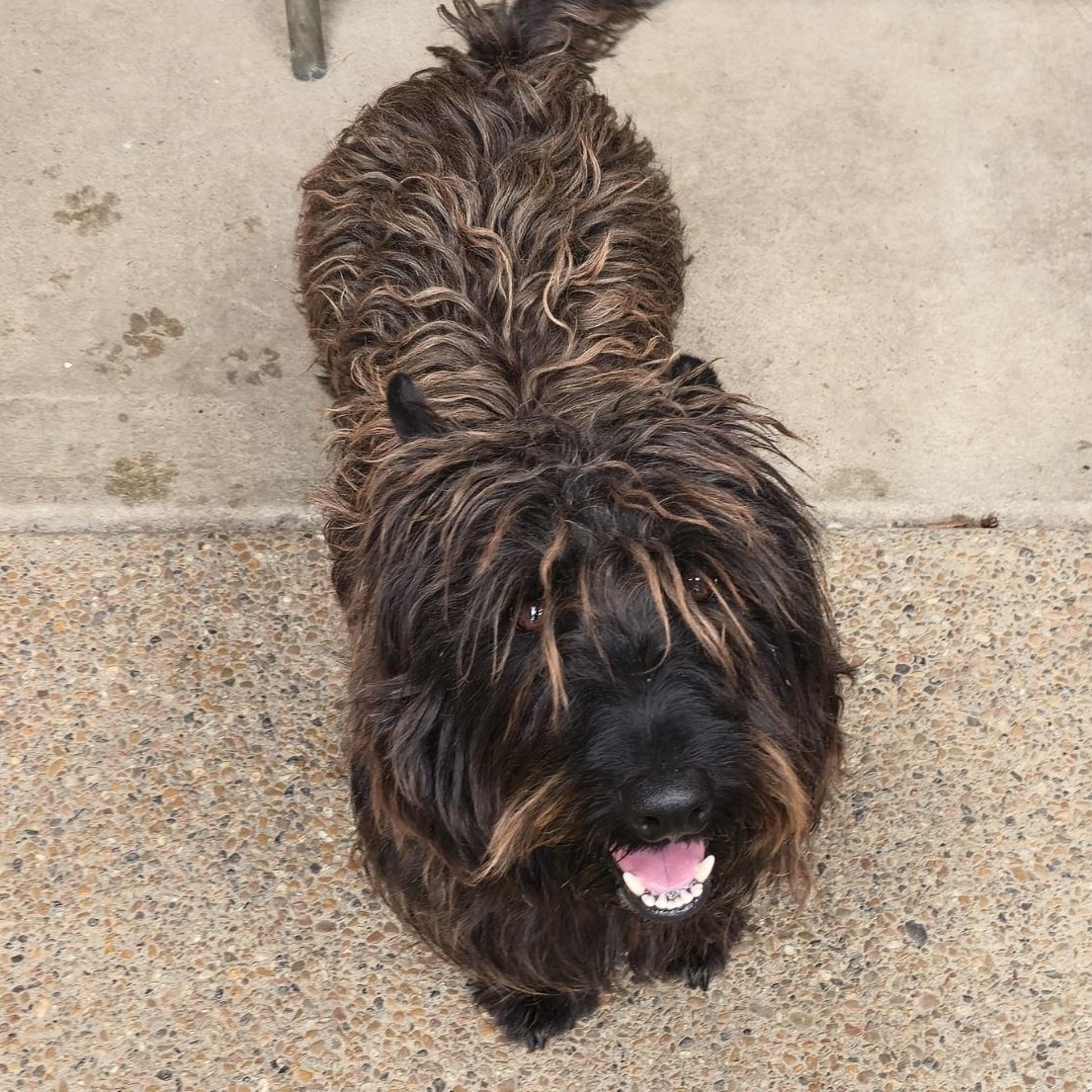 Winston, Adoptable, Adult Male Scottish Terrier.