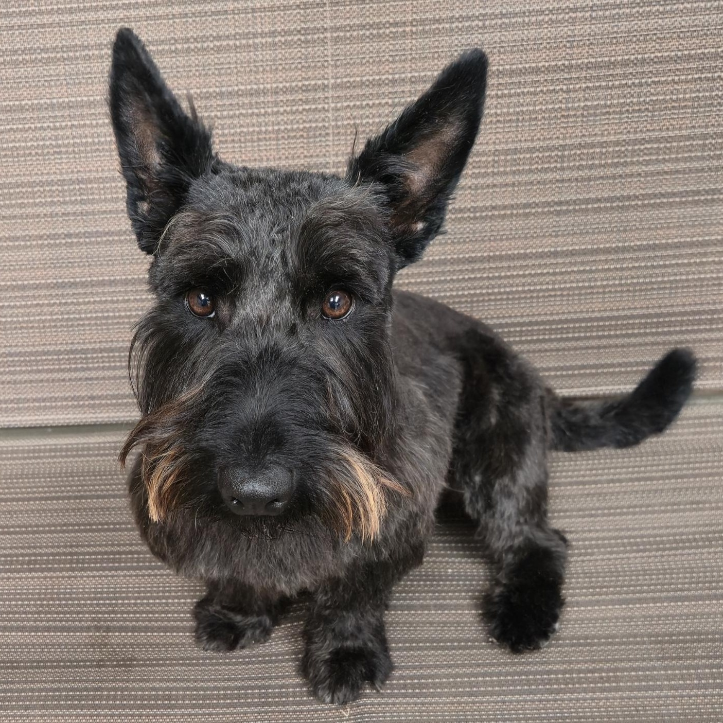 Winston, a Adoptable Scottish Terrier in Dallas, TX image 2/2