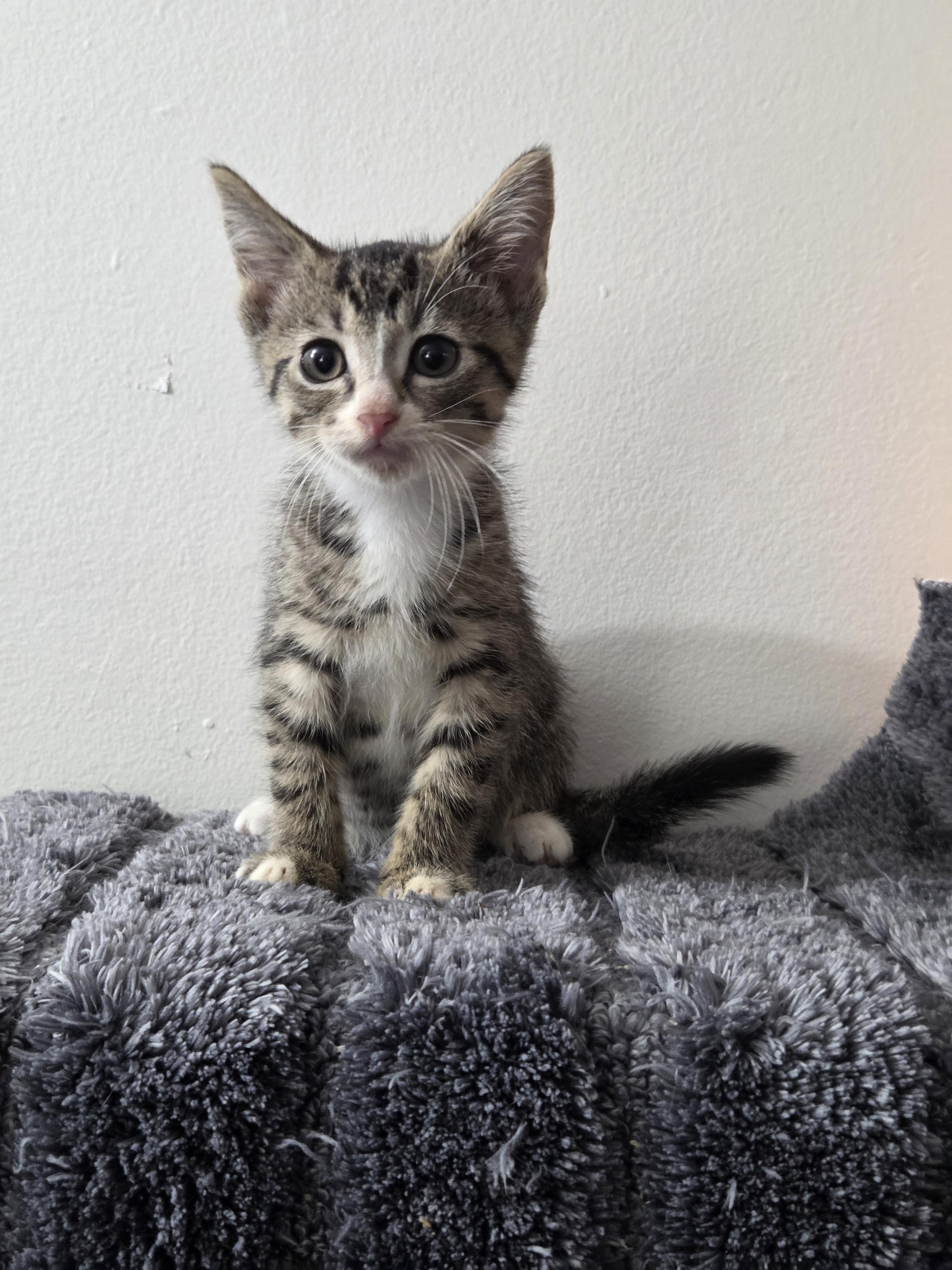 Pre-Adoption: Plucky, Adoptable, Kitten Female Domestic Short Hair.