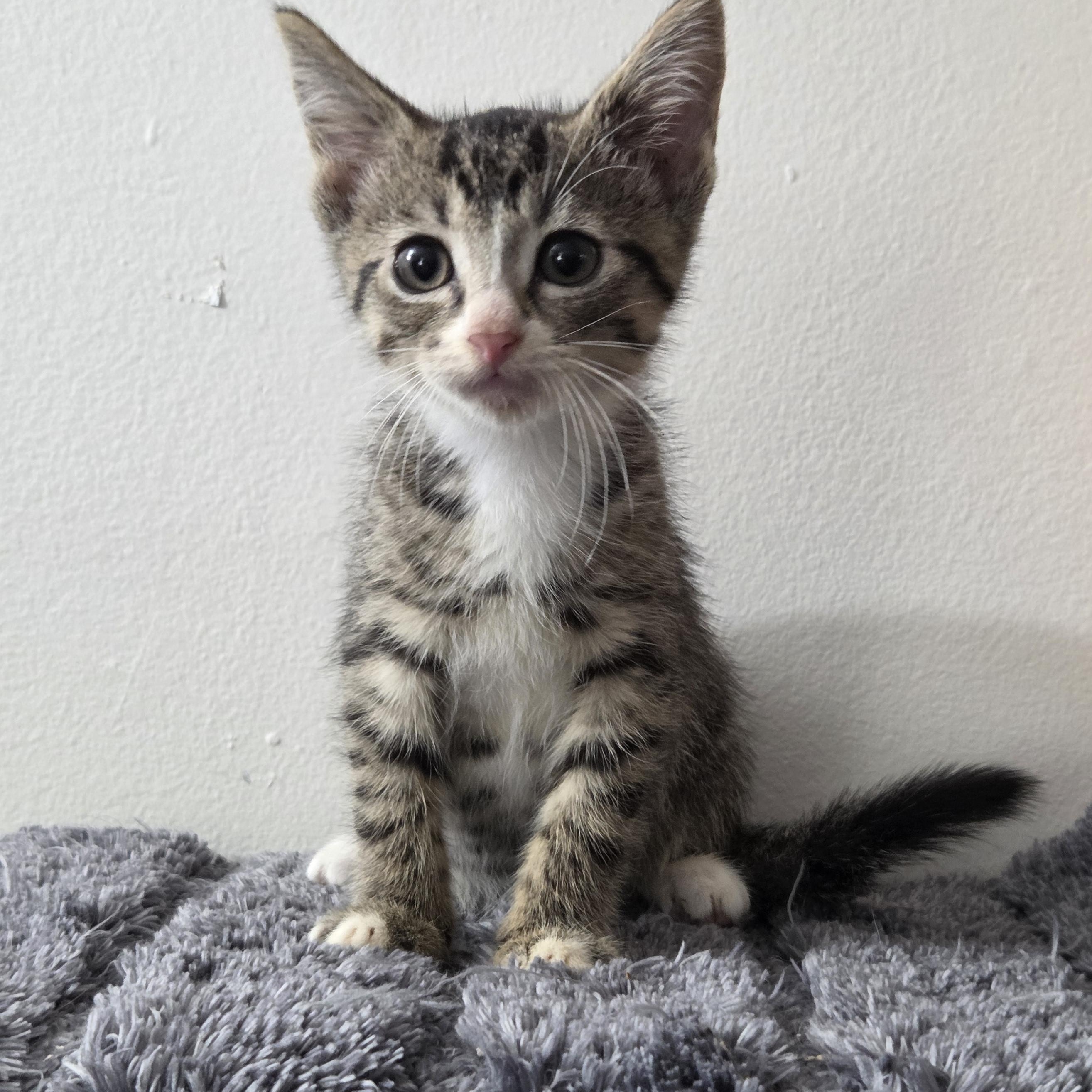 Enlarge Plucky, a Adoptable Domestic Short Hair in Chilliwack, BC image 1/1