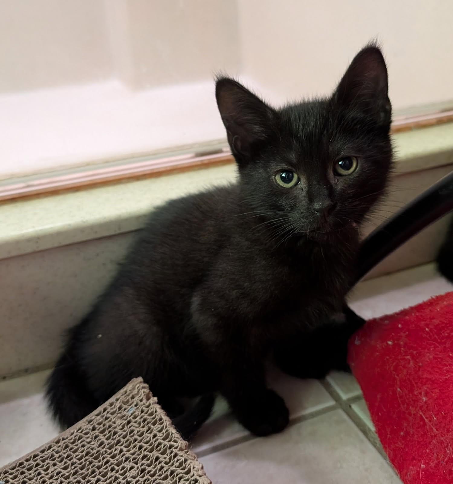 Enlarge Rico (Bonded with Nico), a ADOPTABLE mixed breed in Ypsilanti, MI image 1/4