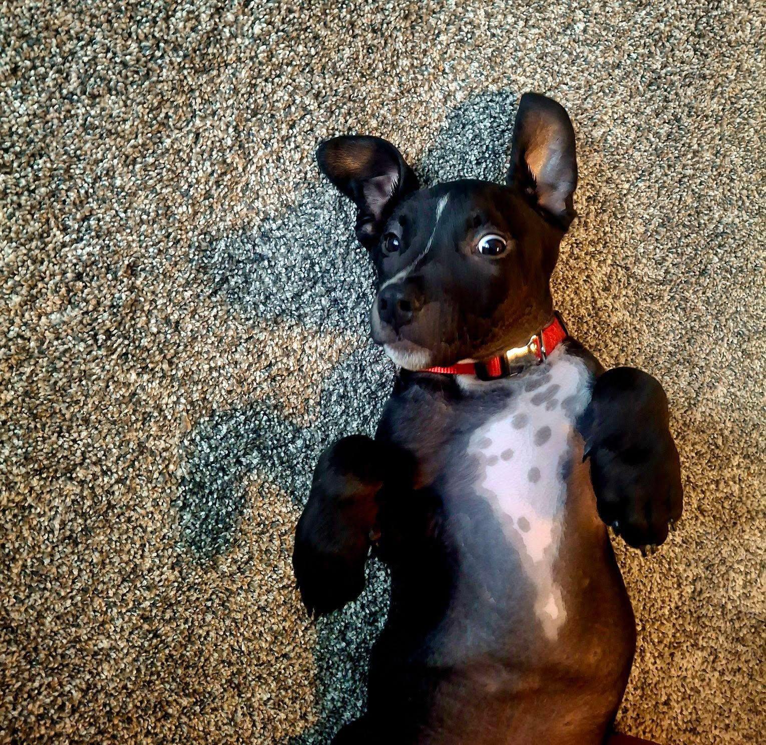 Ozzy, Adoptable, Puppy Male Mixed Breed.