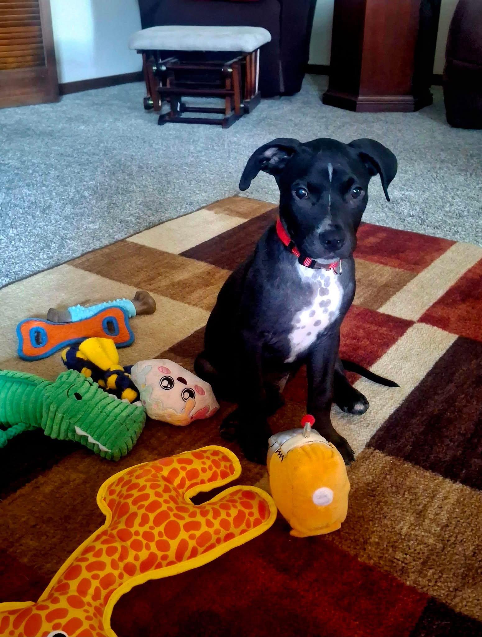 Ozzy, a Adoptable Mixed Breed in Bay City, MI image 2/2