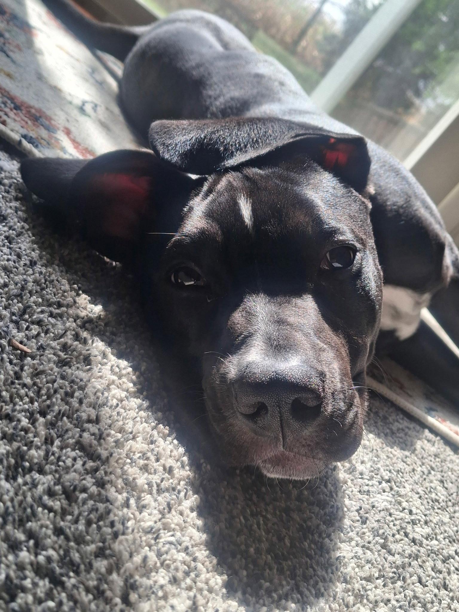 Enlarge Ozzy, a Adoptable Mixed Breed in Bay City, MI image 3/3