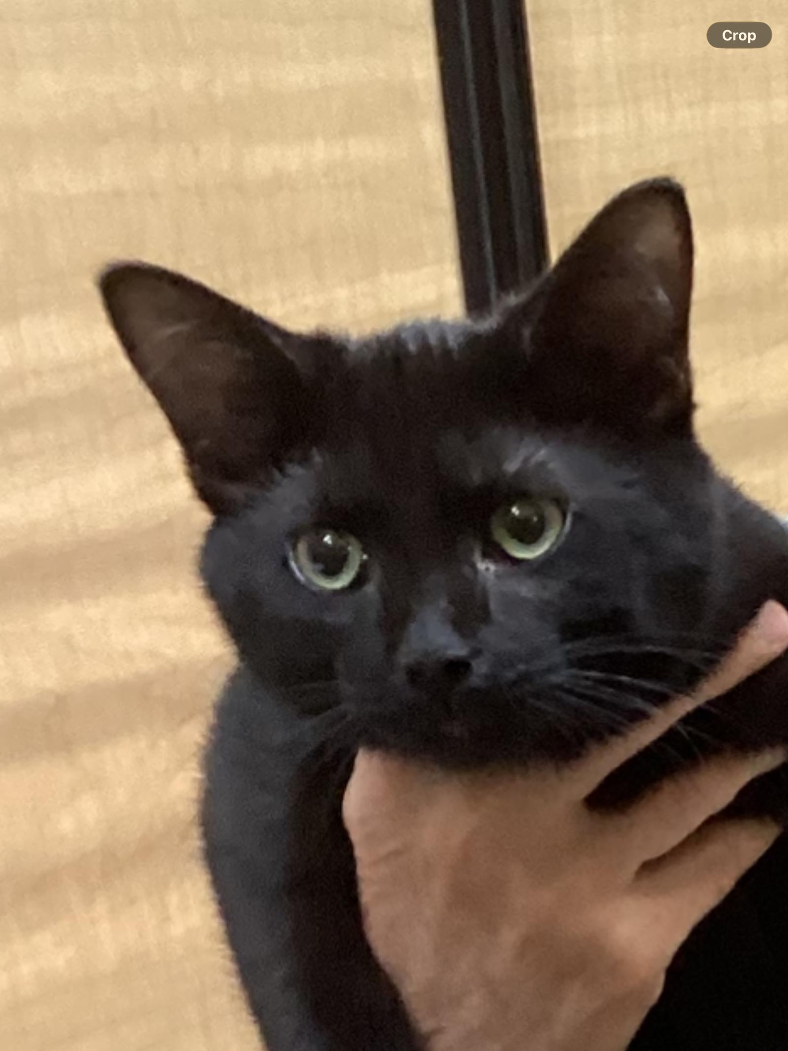 Enlarge ASIA, a Adoptable Domestic Short Hair in Northfield, OH image 1/1