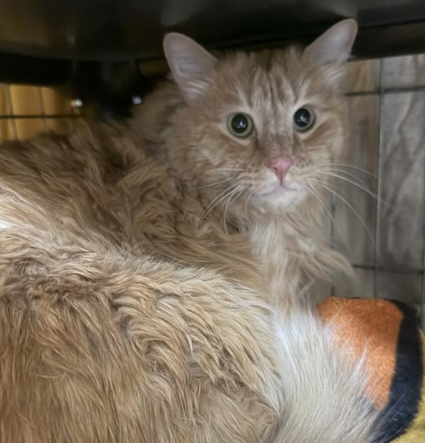 Leo, Adoptable, Adult Male Domestic Long Hair.