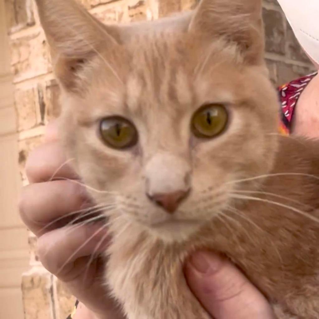 Chutney, Adoptable, Adult Male Domestic Short Hair.