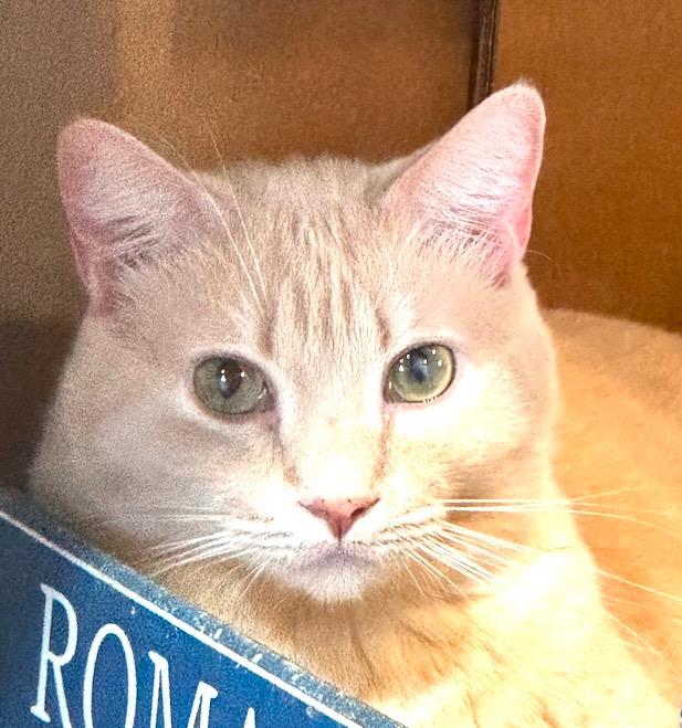 Chutney, a Adoptable mixed breed in New Braunfels, TX image 3/6