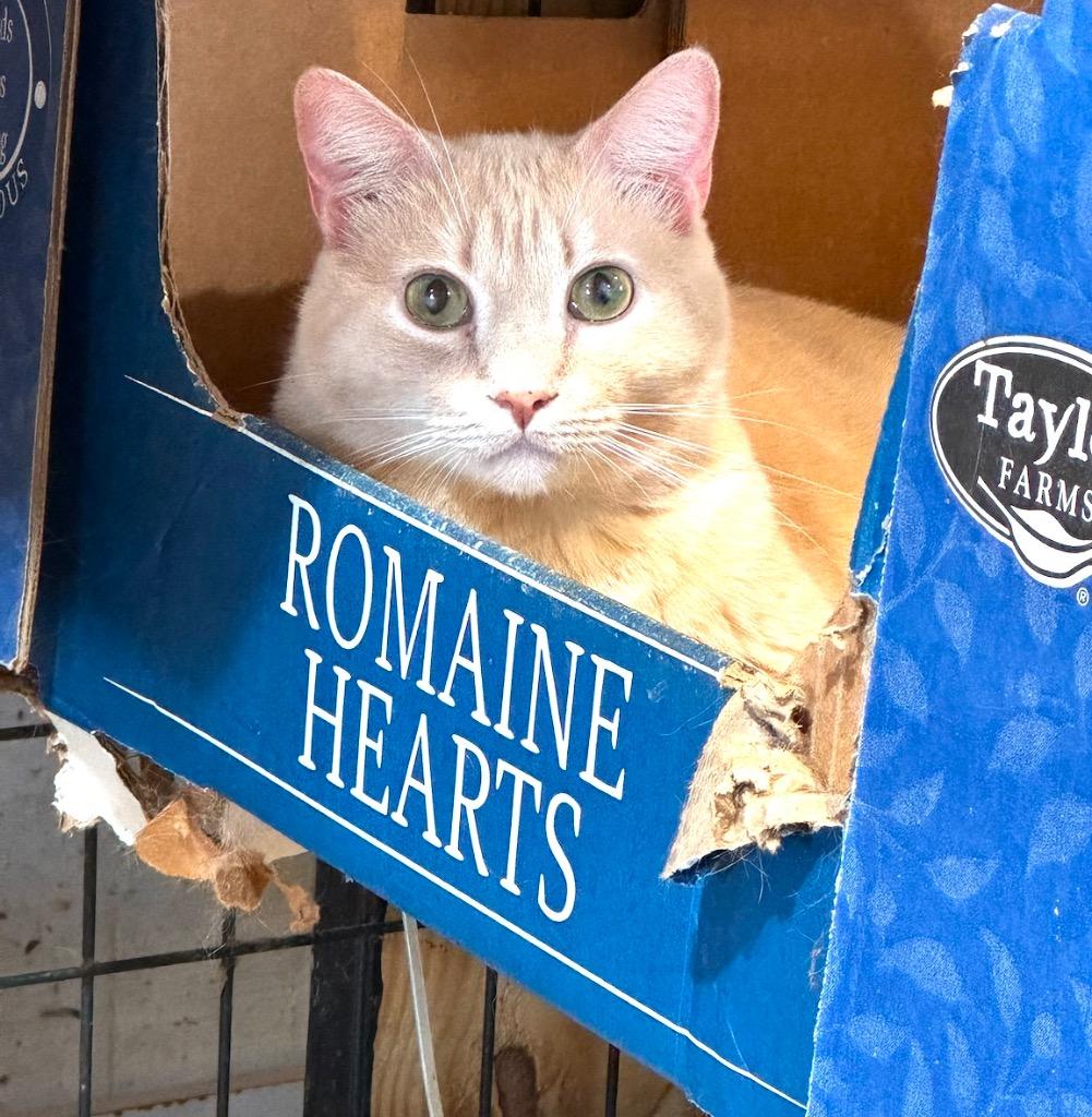 Chutney, a Adoptable mixed breed in New Braunfels, TX image 4/6