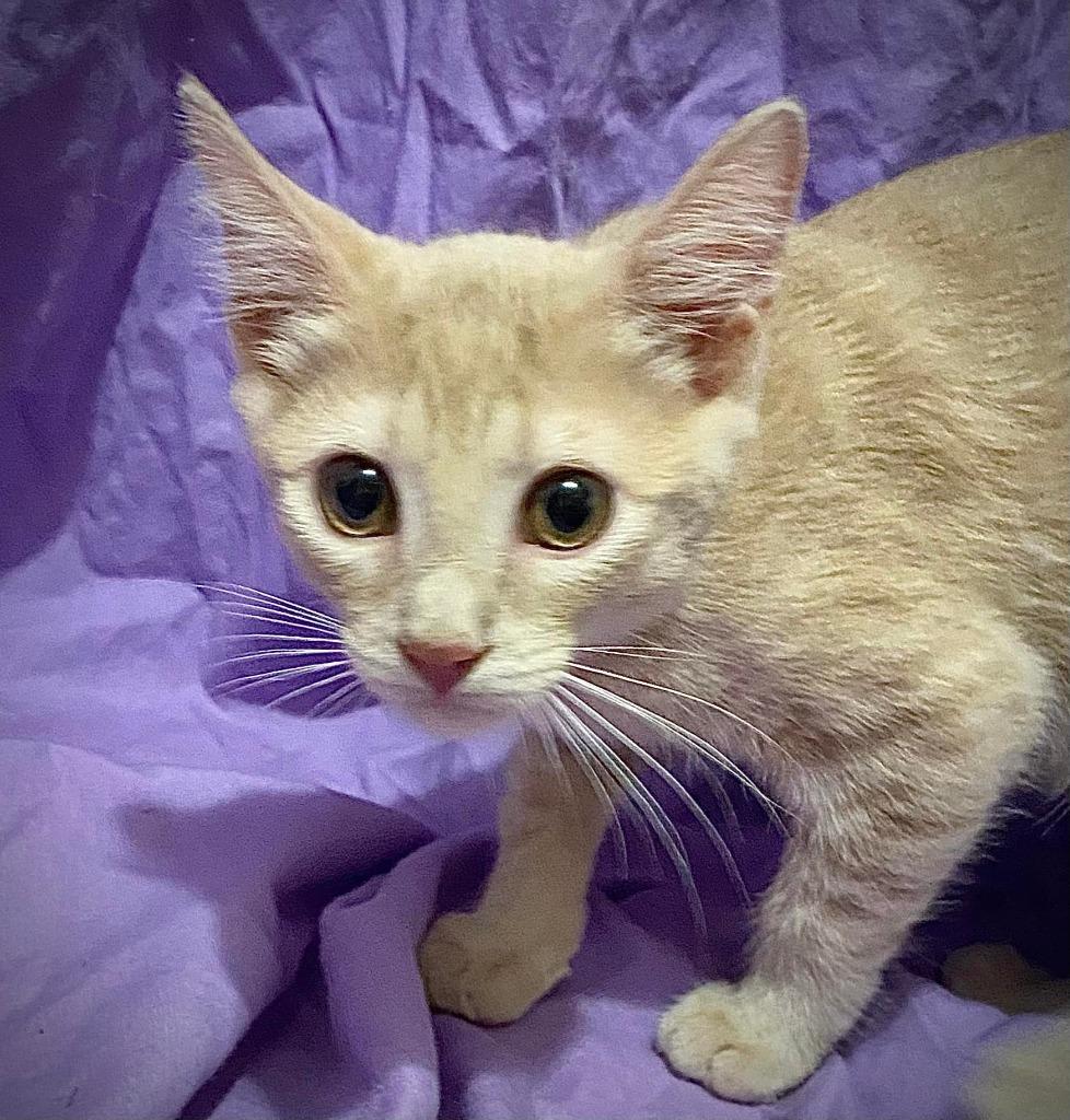 Chutney, a Adoptable mixed breed in New Braunfels, TX image 5/6