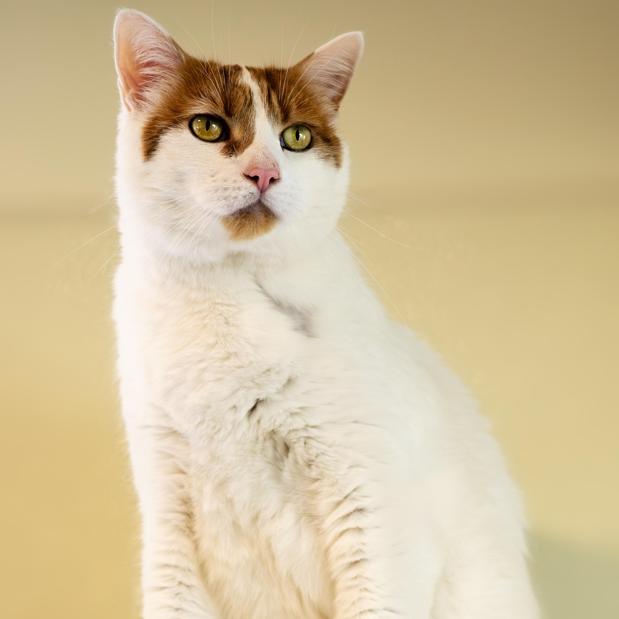 Ronnie, a ADOPTABLE Domestic Short Hair in Friday Harbor, WA image 1/6