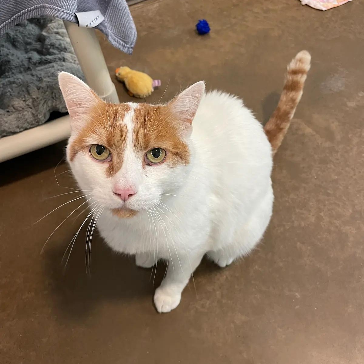 Ronnie, a ADOPTABLE Domestic Short Hair in Friday Harbor, WA image 6/6