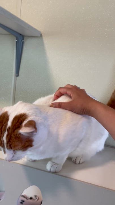Enlarge Ronnie, a ADOPTABLE Domestic Short Hair in Friday Harbor, WA video 4/6