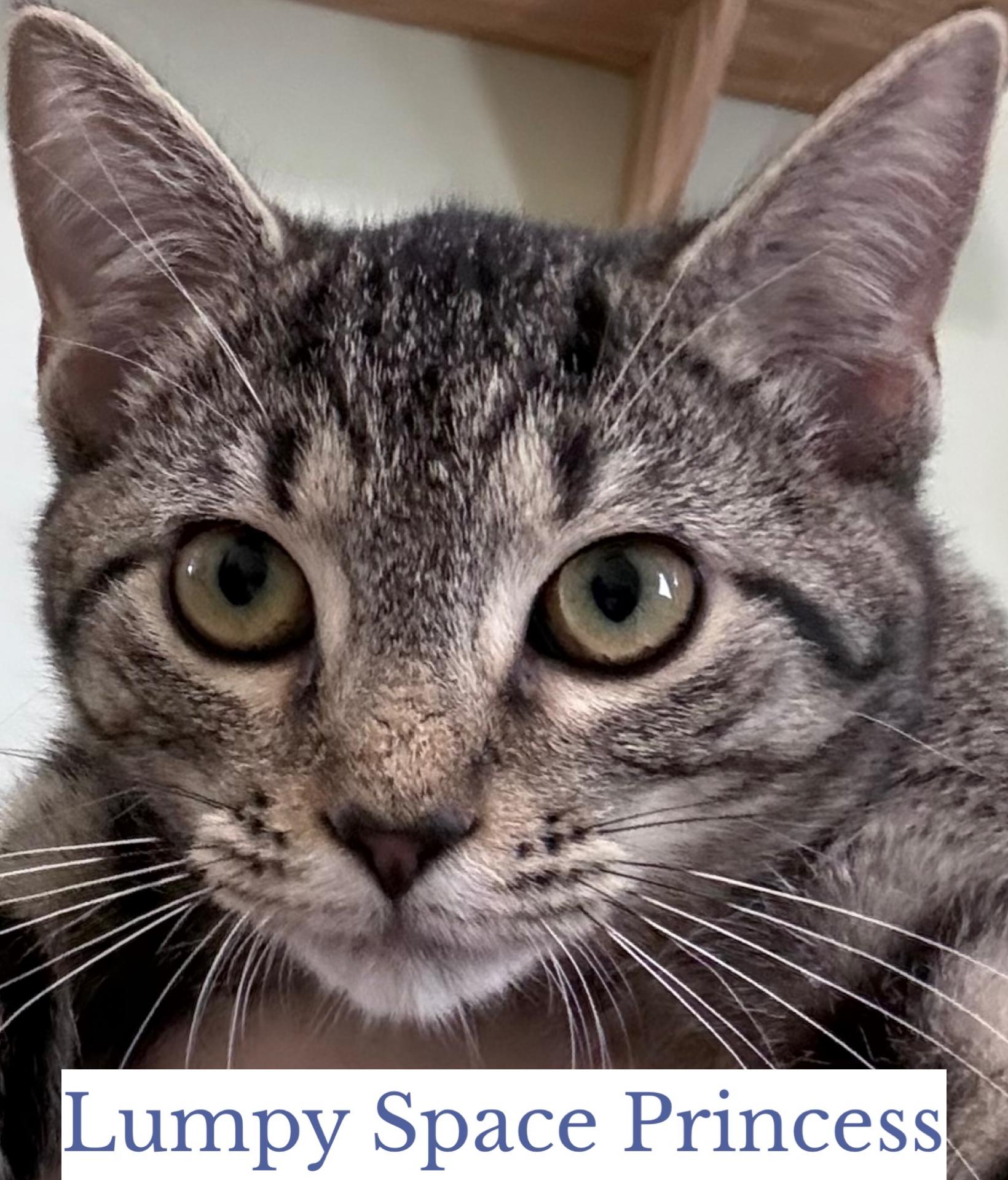 Enlarge Lumpy Space Princess, a Adoptable Domestic Short Hair in Berkeley Springs, WV image 3/3