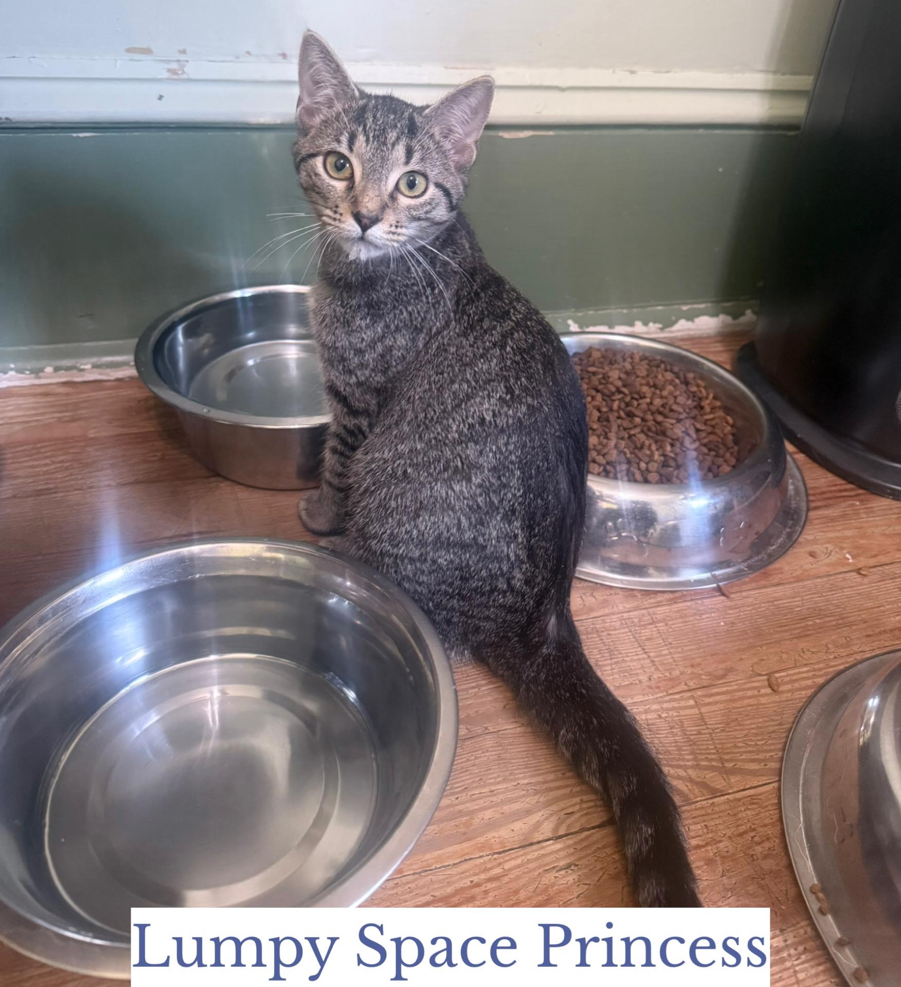 Enlarge Lumpy Space Princess, a Adoptable Domestic Short Hair in Berkeley Springs, WV image 1/3