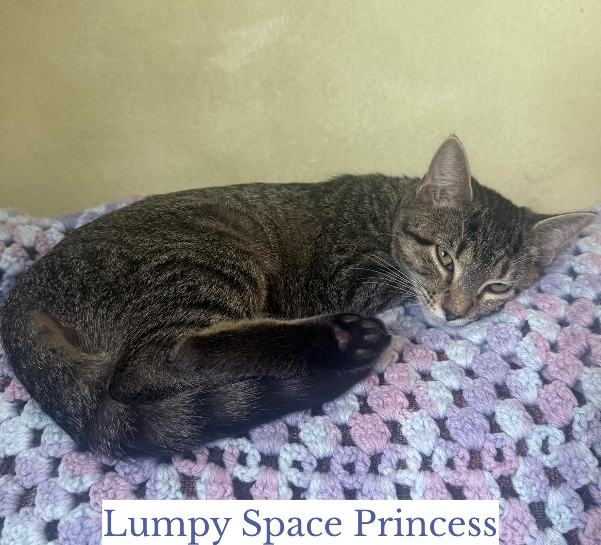 Enlarge Lumpy Space Princess, a Adoptable Domestic Short Hair in Berkeley Springs, WV image 2/3