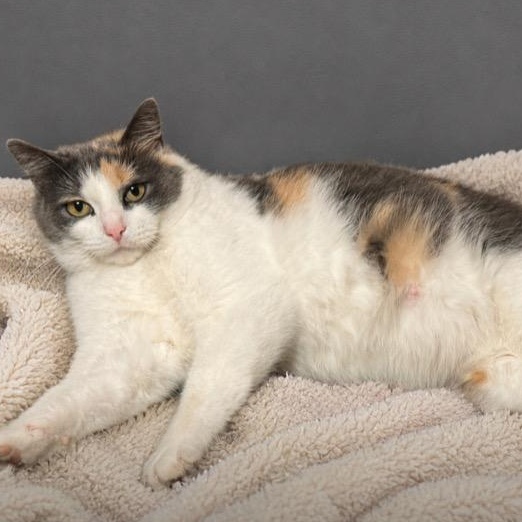 Cupid, ADOPTABLE, Adult Female Dilute Calico.