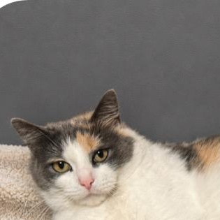 Enlarge Cupid, a ADOPTABLE Dilute Calico in Andover, MN image 1/2