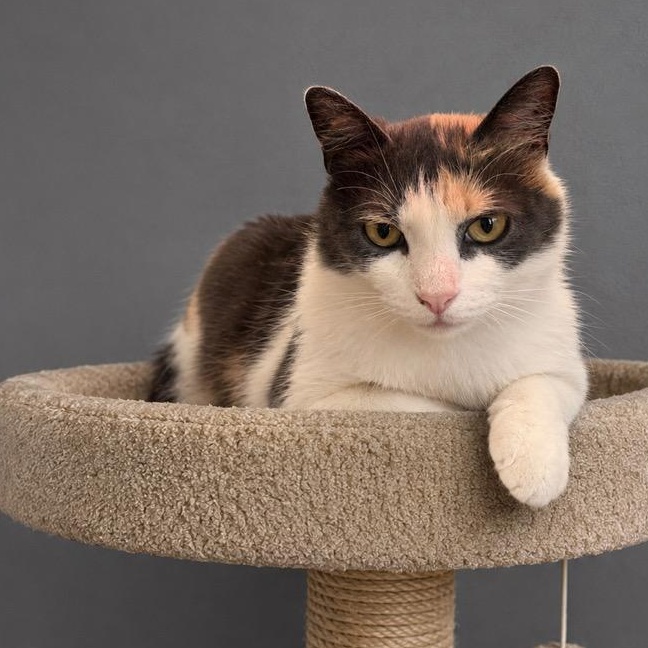 Enlarge Cupid, a ADOPTABLE Dilute Calico in Andover, MN image 2/2