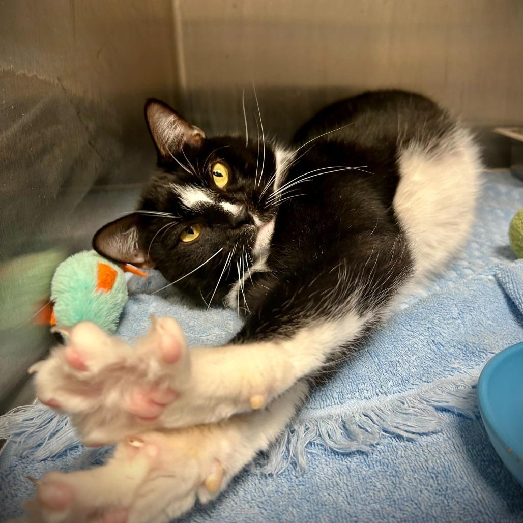 Rio, Adoptable, Young Male Domestic Short Hair & Domestic Short Hair.