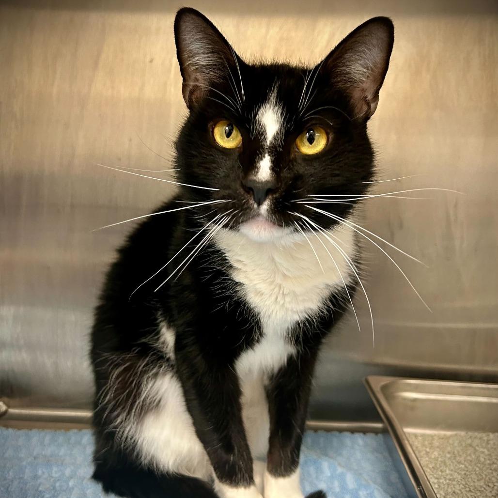 Enlarge Rio, a Adoptable mixed breed in Englewood, FL image 2/4