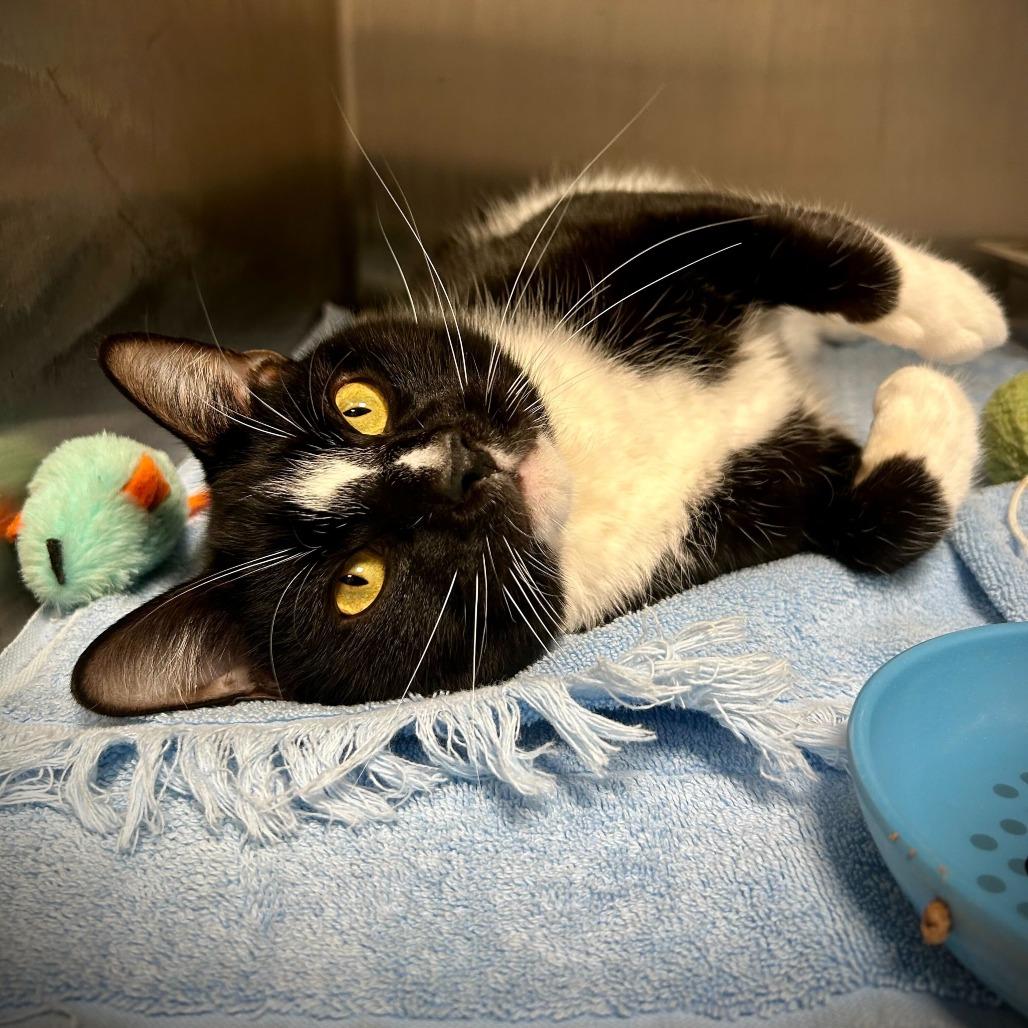 Enlarge Rio, a Adoptable mixed breed in Englewood, FL image 3/4