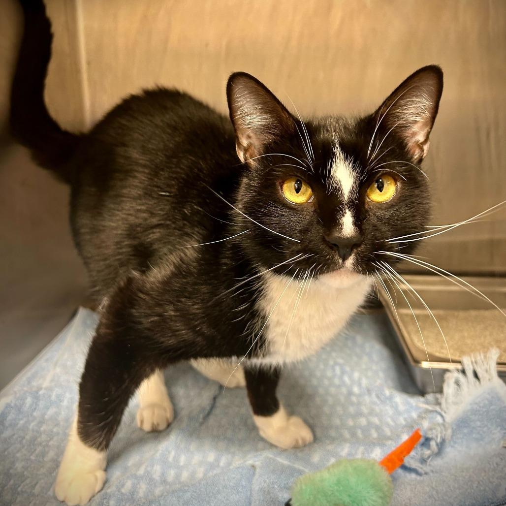 Enlarge Rio, a Adoptable mixed breed in Englewood, FL image 4/4