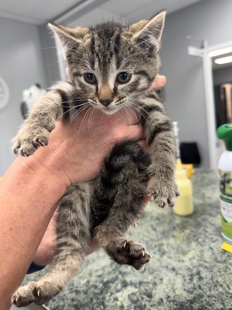 Enlarge Impreza, a Adoptable mixed breed in Bryan, OH image 1/1