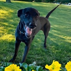 Enlarge Valentina, a Adoptable Mixed Breed in Seattle, WA image 4/5