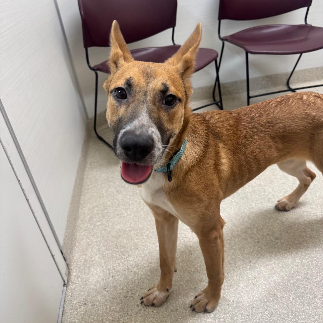 Enlarge Cindy, a Adoptable mixed breed in Novelty, OH image 1/6