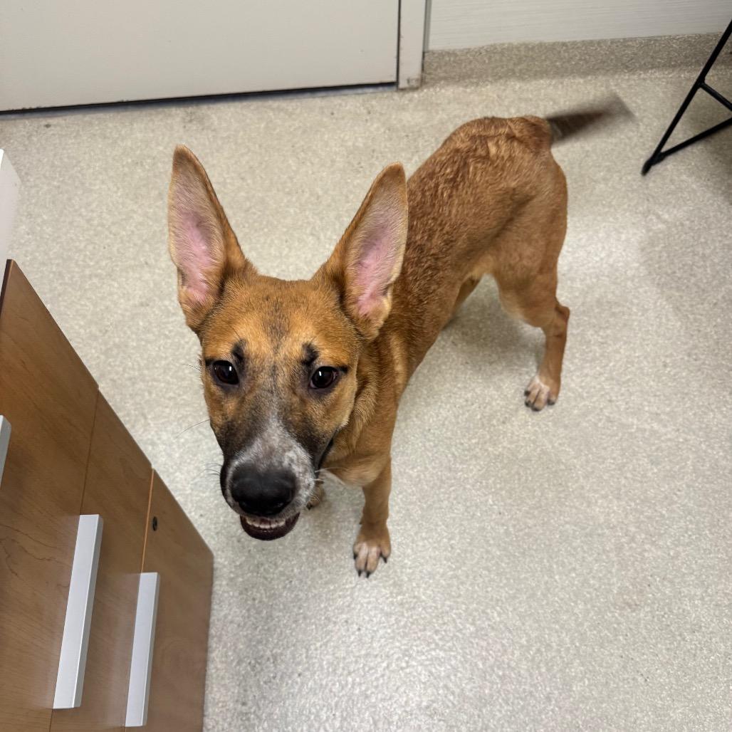 Enlarge Cindy, a Adoptable mixed breed in Novelty, OH image 2/6