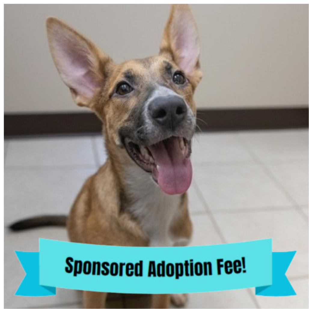 Enlarge Cindy, a Adoptable mixed breed in Novelty, OH image 3/6