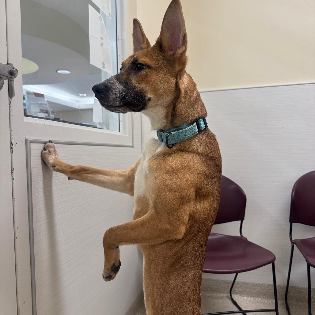 Enlarge Cindy, a Adoptable mixed breed in Novelty, OH image 4/6